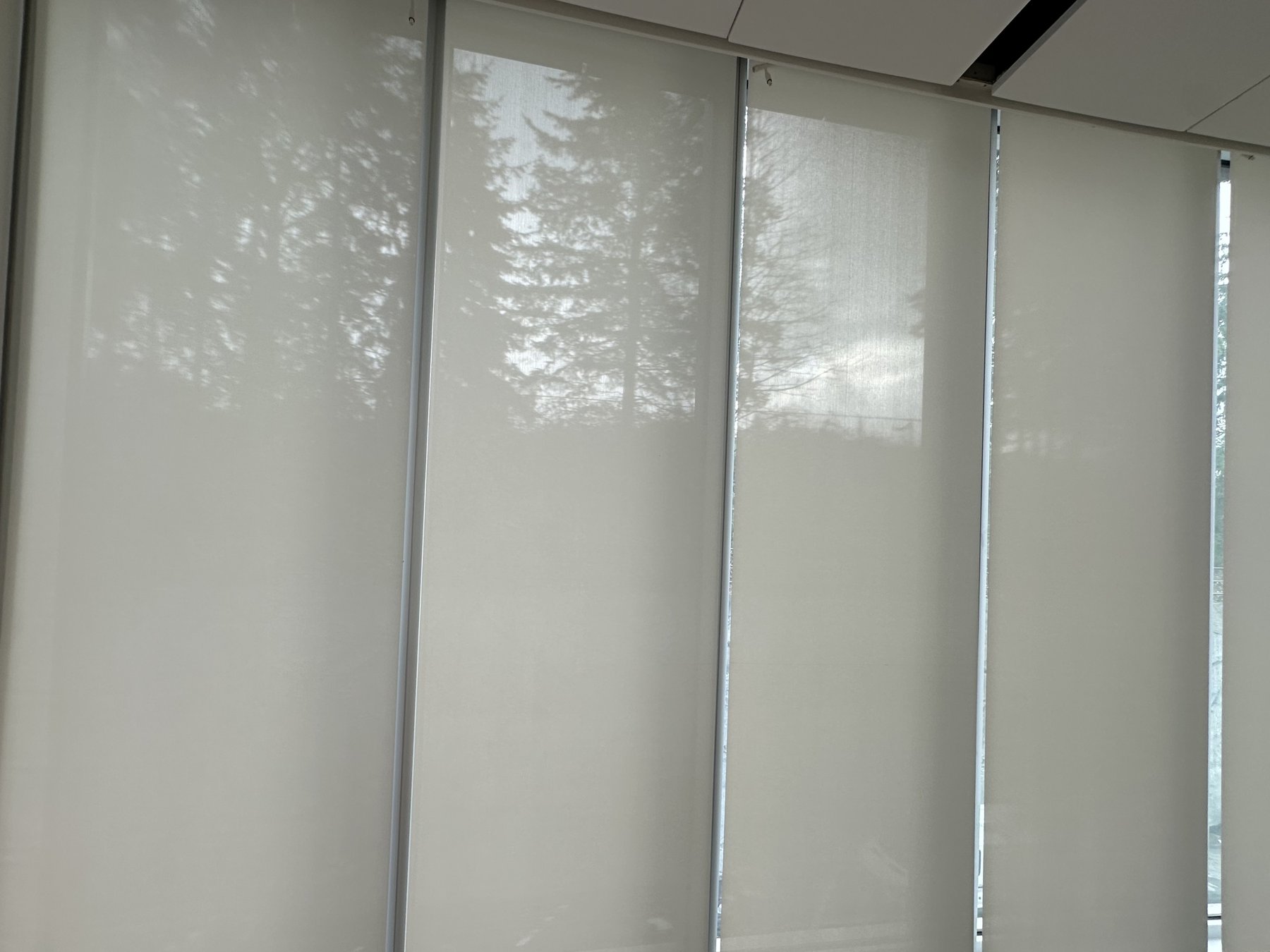 Sheer roller shades with tree shadows cast across them